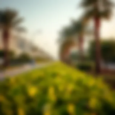Lush Greenery Enhancing Al Qawasim Corniche Nature and greenery along the corniche