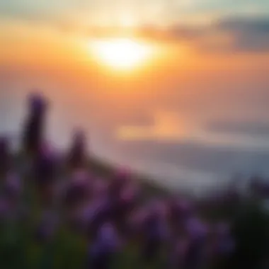 Scenic Views from Binghatti Lavender Breathtaking view from Binghatti Lavender