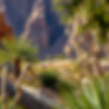 Ecological Diversity in Wadi Hab Hatta Ecological diversity of flora and fauna in Wadi Hab Hatta