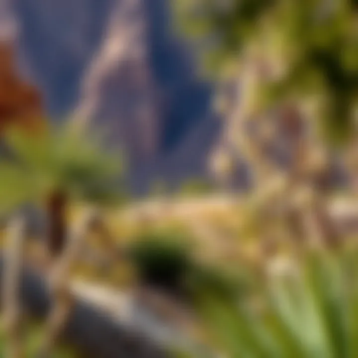 Ecological Diversity in Wadi Hab Hatta Ecological diversity of flora and fauna in Wadi Hab Hatta