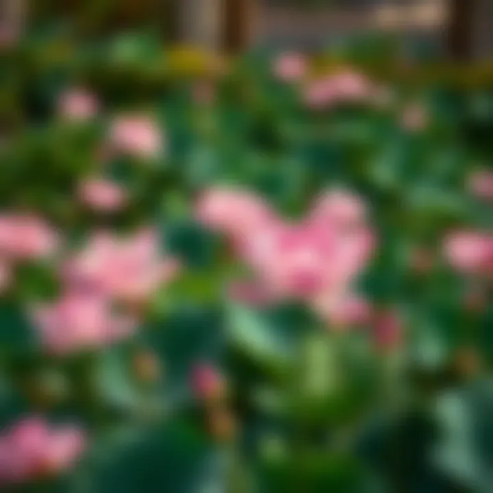 Lotus flowers flourishing in a landscaped garden, symbolizing beauty and resilience.